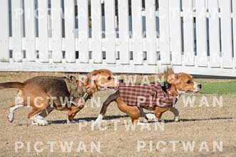 【データ販売】bhf：K348|［イベント］Beagle Houseファミリー会