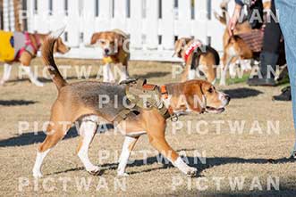 【データ販売】bhf：K349|［イベント］Beagle Houseファミリー会