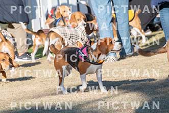 【データ販売】bhf：K350|［イベント］Beagle Houseファミリー会