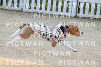 【データ販売】bhf：K356|［イベント］Beagle Houseファミリー会