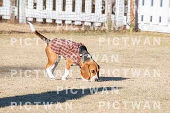 【データ販売】bhf：K357|［イベント］Beagle Houseファミリー会