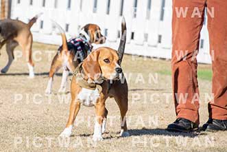 【データ販売】bhf：K358|［イベント］Beagle Houseファミリー会