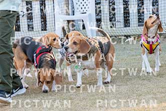 【データ販売】bhf：K361|［イベント］Beagle Houseファミリー会