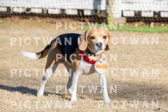【データ販売】bhf：K362|［イベント］Beagle Houseファミリー会