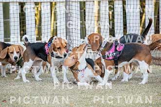 【データ販売】bhf：K368|［イベント］Beagle Houseファミリー会