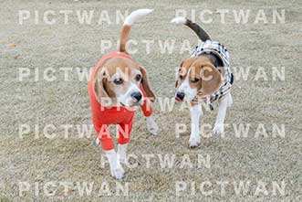 【データ販売】bhf：K370|［イベント］Beagle Houseファミリー会
