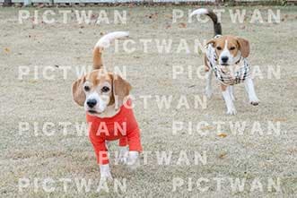 【データ販売】bhf：K372|［イベント］Beagle Houseファミリー会