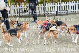 【データ販売】bhf：K373|［イベント］Beagle Houseファミリー会