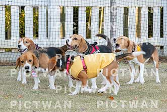 【データ販売】bhf：K377|［イベント］Beagle Houseファミリー会