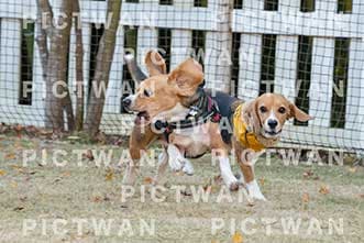 【データ販売】bhf：K379|［イベント］Beagle Houseファミリー会