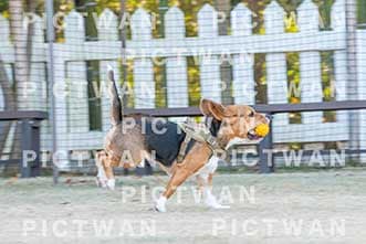 【データ販売】bhf：K383|［イベント］Beagle Houseファミリー会