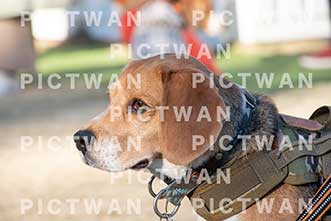 【データ販売】bhf：K387|［イベント］Beagle Houseファミリー会