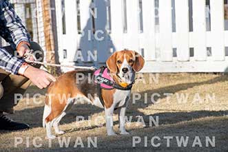 【データ販売】bhf：K389|［イベント］Beagle Houseファミリー会