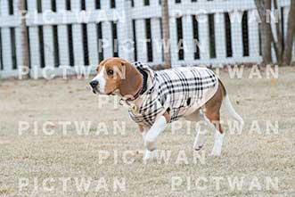 【データ販売】bhf：K390|［イベント］Beagle Houseファミリー会