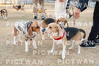 【データ販売】bhf：K391|［イベント］Beagle Houseファミリー会
