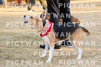 【データ販売】bhf：K392|［イベント］Beagle Houseファミリー会