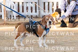 【データ販売】bhf：K393|［イベント］Beagle Houseファミリー会