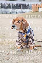 【データ販売】bhf：K398|［イベント］Beagle Houseファミリー会