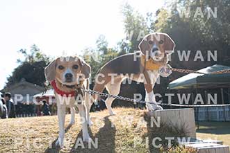 【データ販売】bhf：K429|［イベント］Beagle Houseファミリー会