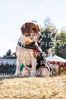 【データ販売】bhf：K437|［イベント］Beagle Houseファミリー会