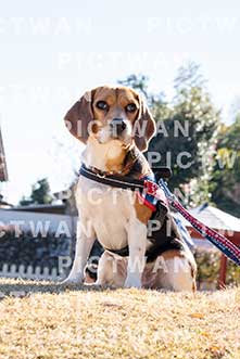 【データ販売】bhf：K438|［イベント］Beagle Houseファミリー会