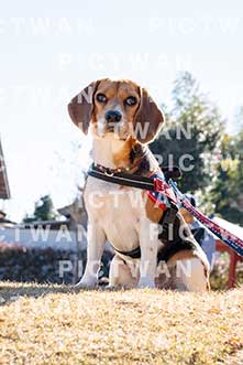 【データ販売】bhf：K439|［イベント］Beagle Houseファミリー会
