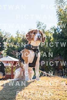 【データ販売】bhf：K445|［イベント］Beagle Houseファミリー会