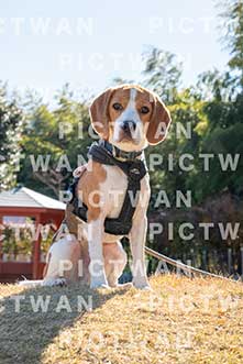 【データ販売】bhf：K446|［イベント］Beagle Houseファミリー会