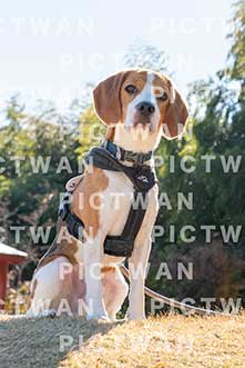 【データ販売】bhf：K447|［イベント］Beagle Houseファミリー会