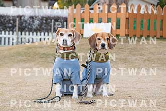 【データ販売】bhf：K451|［イベント］Beagle Houseファミリー会
