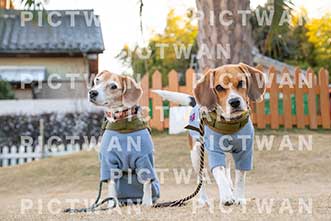 【データ販売】bhf：K452|［イベント］Beagle Houseファミリー会