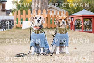 【データ販売】bhf：K453|［イベント］Beagle Houseファミリー会