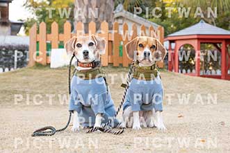 【データ販売】bhf：K454|［イベント］Beagle Houseファミリー会
