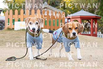 【データ販売】bhf：K455|［イベント］Beagle Houseファミリー会