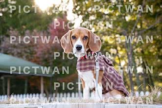 【データ販売】bhf：K456|［イベント］Beagle Houseファミリー会