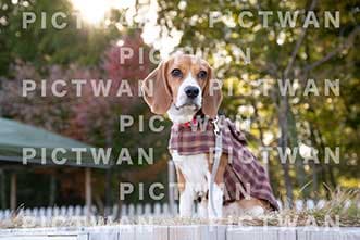 【データ販売】bhf：K457|［イベント］Beagle Houseファミリー会