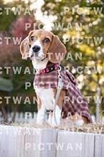 【データ販売】bhf：K458|［イベント］Beagle Houseファミリー会
