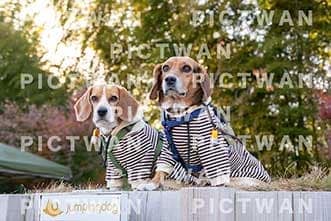 【データ販売】bhf：K460|［イベント］Beagle Houseファミリー会