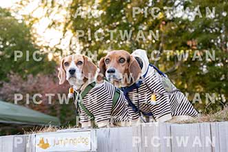 【データ販売】bhf：K461|［イベント］Beagle Houseファミリー会