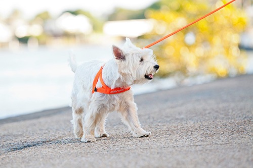 EZYDOG �����ꥪ4�饤��