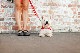 EZYDOG �����ꥪ4�饤��