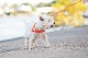 EZYDOG �����ꥪ4�饤��