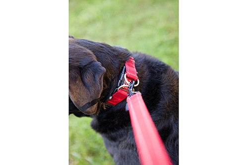 EZYDOG ���֥���å����顼