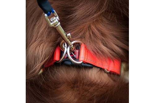 EZYDOG ���֥���å����顼
