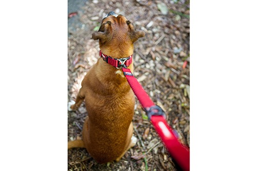 EZYDOG ���֥���å����顼
