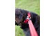 EZYDOG ���֥���å����顼