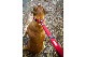 EZYDOG ���֥���å����顼