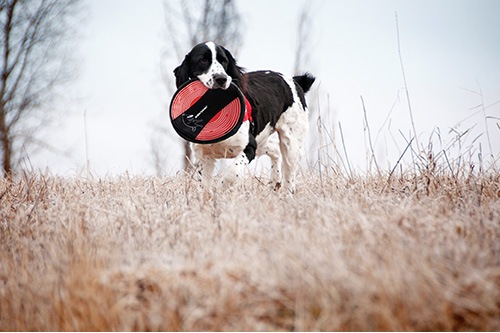 EZYDOG �ե��ɥե饤�䡼