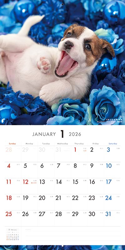 PICTWAN��������2026��LȽ�ۥ���å�����å��롦�ƥꥢ������̵����