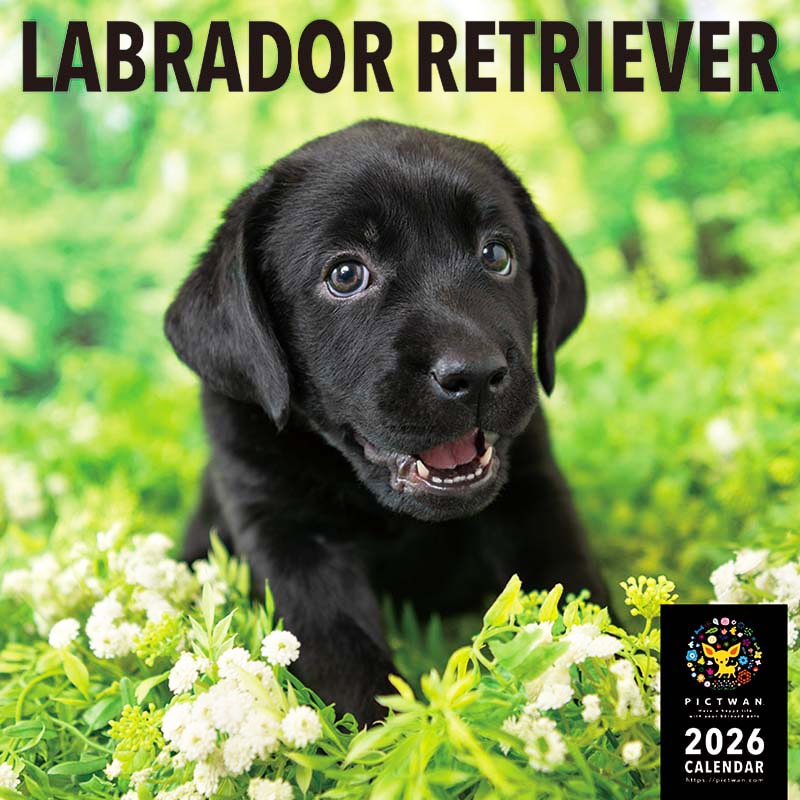 ラブラドールレトリバー 関連生写真 ラブラドールレトリバー 関連生写真 2021年 大判カレンダー